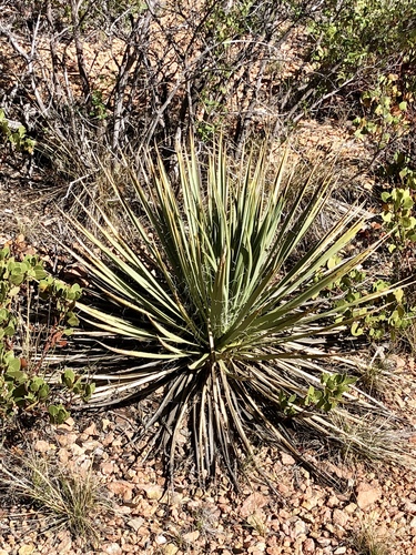 Yucca angustissima var. avia