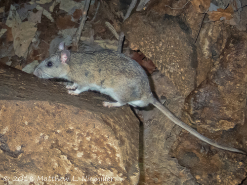 Allegheny Woodrat