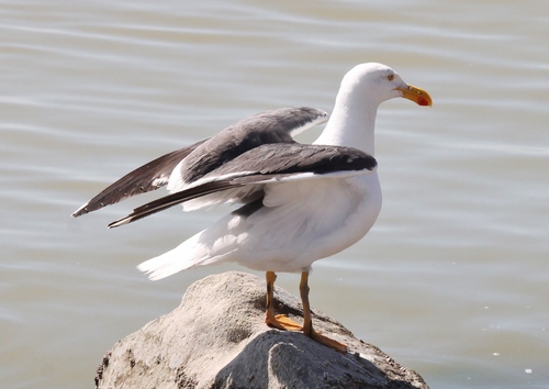 Yellow-footed Gull