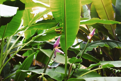 Flowering Banana