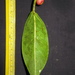Ficus sumatrana - Photo (c) Dominikus Adhitya Prabowo, todos los derechos reservados, subido por Dominikus Adhitya Prabowo