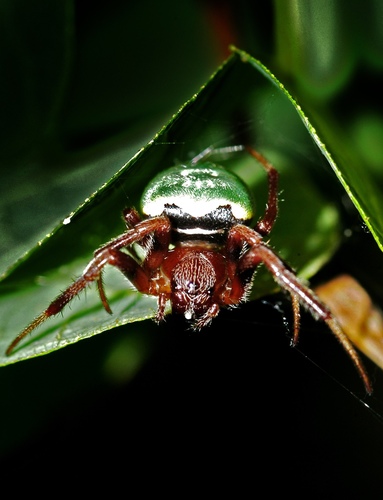 Green-pea Spider