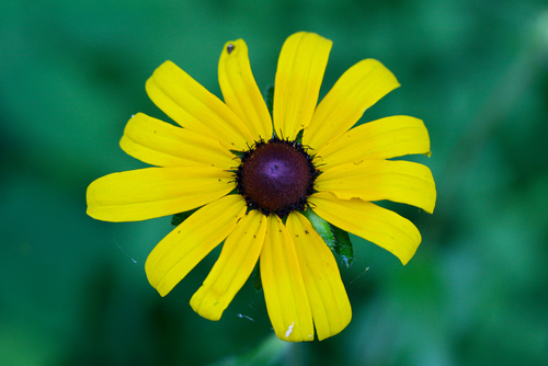 Rudbeckia hirta var. hirta