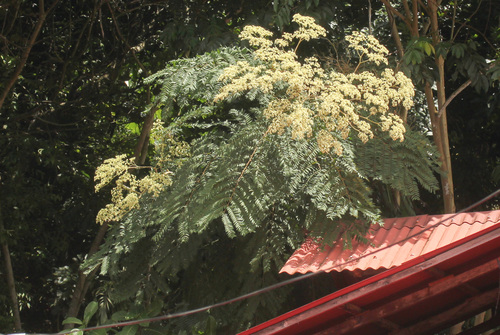 Dictyoloma peruvianum