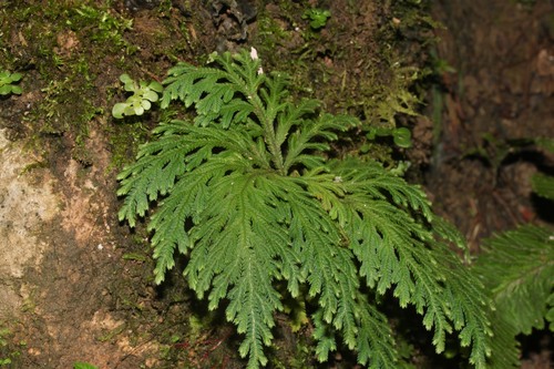 Selaginella stellata