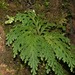 Selaginella stellata - Photo 由 Ruth Ripley 所上傳的 (c) Ruth Ripley，保留所有權利