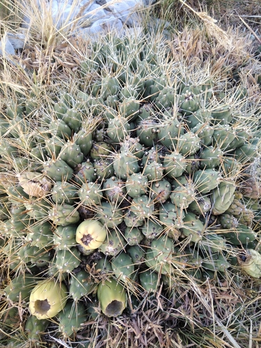 Cumulopuntia boliviana ssp. boliviana