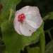 Pavonia mollis - Photo 由 Ruth Ripley 所上傳的 (c) Ruth Ripley，保留所有權利