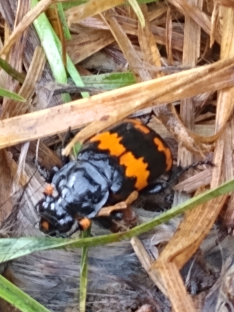 Nicrophorus mexicanus from Tetelpan, Ciudad de México, CDMX, México on
