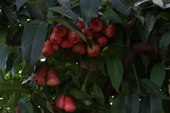Syzygium samarangense image