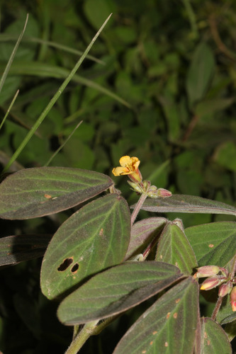 Oxalis frutescens ssp. frutescens