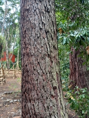 Image of Pinus oocarpa
