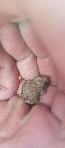 Juliaca four-eyed frog