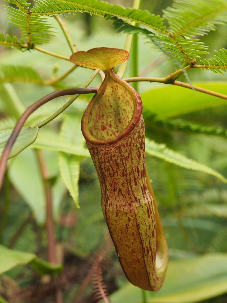 Gymnamphora pitcher plant