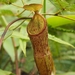 Nepenthes gymnamphora - Photo (c) Michael Zehnder, all rights reserved, uploaded by Michael Zehnder