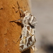 Hypopta brunneomaculata - Photo (c) Michael Weymann, todos los derechos reservados, subido por Michael Weymann