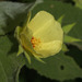 Pavonia sidifolia - Photo (c) Ruth Ripley, todos los derechos reservados, subido por Ruth Ripley