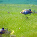 Ash Meadows Amargosa Pupfish - Photo (c) Dustin Lynch, all rights reserved, uploaded by Dustin Lynch