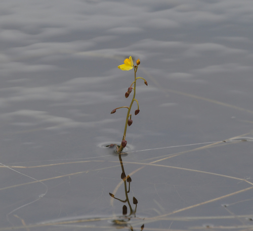 Utricularia foliosa image