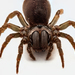 Purseweb Spider - Photo (c) Frederik Leck Fischer, all rights reserved, uploaded by Frederik Leck Fischer