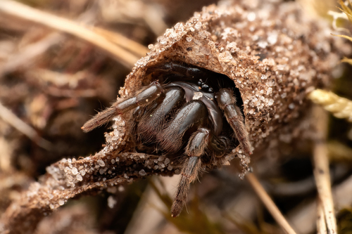 Purseweb Spider