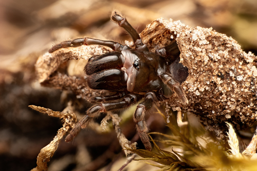 Purseweb Spider