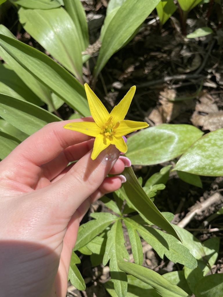 yellow trout lily from Water St, Fairview, PA, US on April 29, 2022 at