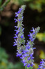 Wild Sage - Photo (c) Anne, all rights reserved
