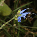 Salvia macrophylla - Photo (c) Ruth Ripley, todos os direitos reservados, uploaded by Ruth Ripley