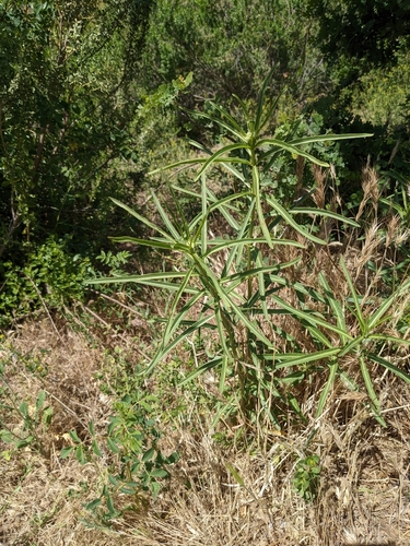 Narrow-leaf Milkweed foliage