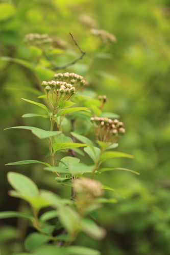 Spiraea sargentiana