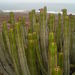 Euphorbia canariensis - Photo (c) Cesar Pollo, algunos derechos reservados (CC BY-NC), subido por Cesar Pollo