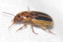 Stenolophus lineola image