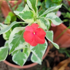 Impatiens walleriana image