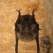 Saccopteryx - Photo (c) Thorhold Souilljee, all rights reserved, uploaded by Thorhold Souilljee