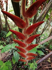 Heliconia vellerigera image