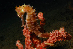 Hippocampus histrix