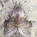 Lobster Moth - Photo (c) afield, all rights reserved
