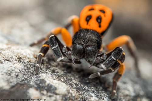Ladybird Spider