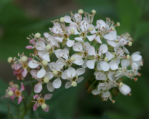 Eremothera boothii ssp. decorticans