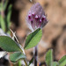 Trifolium albopurpureum - Photo (c) BJ Stacey, כל הזכויות שמורות