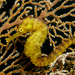 Observation photo