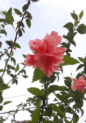 Hibiscus rosa-sinensis image