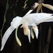 Snow White Stanhopea - Photo (c) Rudy Gelis, all rights reserved, uploaded by Rudy Gelis