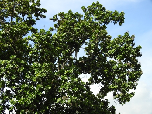 Anacardium excelsum - Leaves