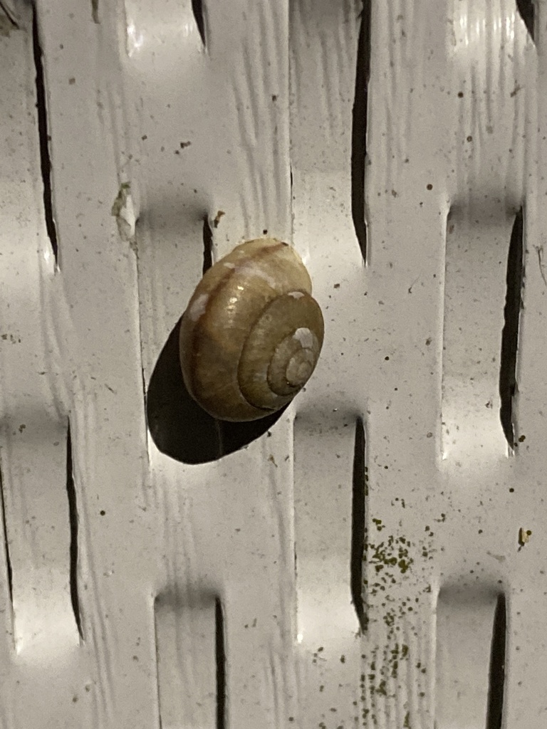 Asian Tramp Snail from Jacksonville Zoo and Gardens, Jacksonville, FL