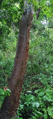 Bursera simaruba image