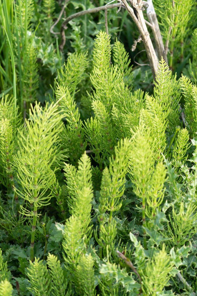 field horsetail from Swan Lake Nature Sanctuary on April 29, 2022 at 05 ...