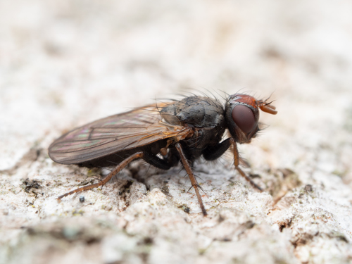 Bucephalina megacephala · iNaturalist