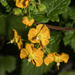 Calceolaria triandra - Photo (c) Ruth Ripley, all rights reserved, uploaded by Ruth Ripley